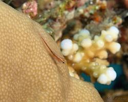 hlaváč Pleurosicya micheli - Michel's ghost goby 