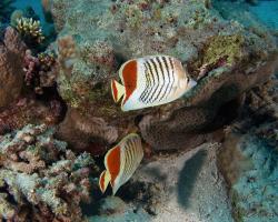 klipka rudoskvrnná - Chaetodon paucifasciatus - Crown Butterflyfish 