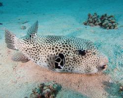 čtverzubec hvězdnatý - Arothron stellatus - stellate puffer 