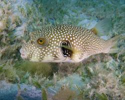 čtverzubec běloskvrnný - Arothron hispidus - White-spotted puffer 