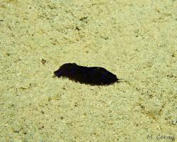 nahožábrý plž - Chelidonura livida - headshield slug 