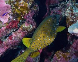 havýš žlutohnědý - Ostracion cubicus - Yellow boxfish 