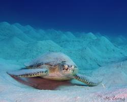 kareta obrovská - Chelonia mydas - green sea turtle 