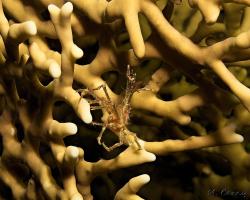 krab - Achaeus spinosus - coral spider crab