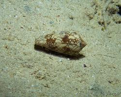 homolice - Conidae - cone shell