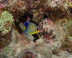 pomec královský - Pygoplites diacanthus - Regal angelfish 