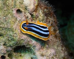 hvězdnatka čtyřbarevná - Chromodoris quadricolor - dorid nudibranch