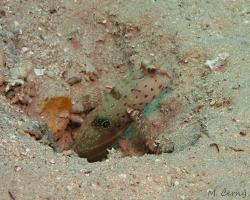 hlaváč modroskvrnný - Cryptocentrus caeruleopunctatus - Harlequin prawn-goby 