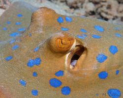 trnucha modroskvrnná - Taeniura lymma - bluespotted ribbontail ray 