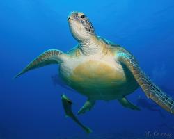 kareta obrovská - Chelonia mydas - green sea turtle 