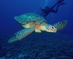 kareta obrovská - Chelonia mydas - green sea turtle 