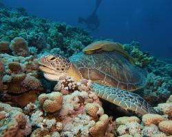 kareta obrovská - Chelonia mydas - green sea turtle 