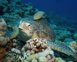 kareta obrovská - Chelonia mydas - green sea turtle 