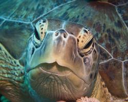 kareta obrovská - Chelonia mydas - green sea turtle 