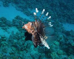 perutýn ďábelský - Pterois miles - common lionfish or devil firefish 