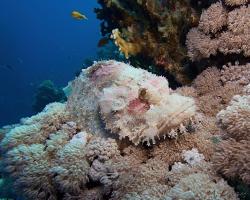 ropušnice ostrohlavá - Scorpaenopsis oxycephala - Tassled scorpionfish 