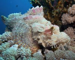 ropušnice ostrohlavá - Scorpaenopsis oxycephala - Tassled scorpionfish 