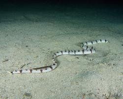 hadař příčnopruhý - Myrichthys colubrinus - Harlequin Snake Eel