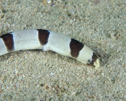 hadař příčnopruhý - Myrichthys colubrinus - Harlequin Snake Eel