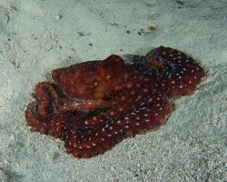 chobotnice Callistoctopus luteus - Starry Night Octopus