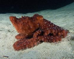 chobotnice Callistoctopus luteus - Starry Night Octopus