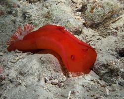 šestižábrovec červený (španělská tanečnice) - Hexabranchus sanguineus - Spanish dancer