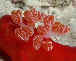 šestižábrovec červený (španělská tanečnice) - Hexabranchus sanguineus - Spanish dancer