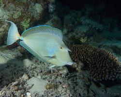 bodlok jednorohý - Naso unicornis - Bluespine unicornfish 