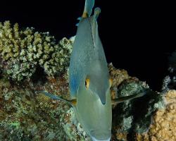 bodlok jednorohý - Naso unicornis - Bluespine unicornfish 