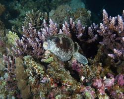 čtverzubec maskovaný - Arothron diadematus - masked puffer 