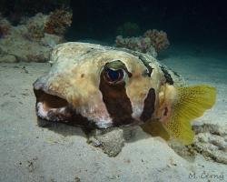 ježík černoskvrnný - Diodon liturosus - Black-blotched porcupinefish 