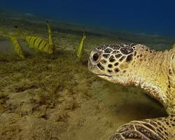 kareta obrovská - Chelonia mydas - green sea turtle 