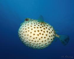 ježík žlutoskvrnný - Cyclichthys spilostylus - spotbase burrfish 