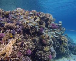 chňapal černoskvrnný - Lutjanus fulviflamma - Dory snapper 