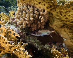 pruhatec skvrnoploutvý - Neoniphon sammara - Sammara squirrelfish 