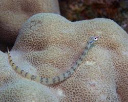 jehla síťovaná - Corythoichthys flavofasciatus - Network pipefish 