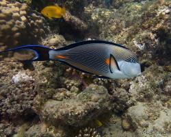 bodlok rudomořský - Acanthurus sohal - Sohal surgeonfish 