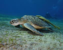 kareta obrovská - Chelonia mydas - green sea turtle 