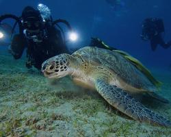 kareta obrovská - Chelonia mydas - green sea turtle 