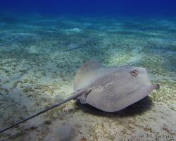 trnucha leopardí - Himantura uarnak - reticulate whipray or honeycomb stingray 