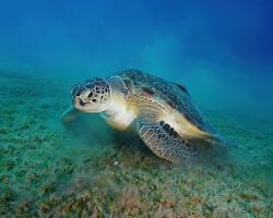 kareta obrovská - Chelonia mydas - green sea turtle 