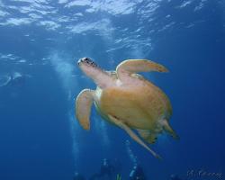 kareta obrovská - Chelonia mydas - green sea turtle 