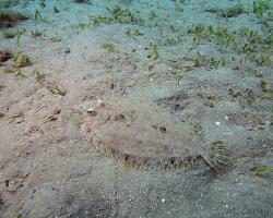 kambala leopardí - Bothus pantherinus - Leopard flounder 