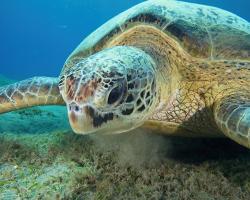 kareta obrovská - Chelonia mydas - green sea turtle 