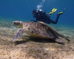 kareta obrovská - Chelonia mydas - green sea turtle 